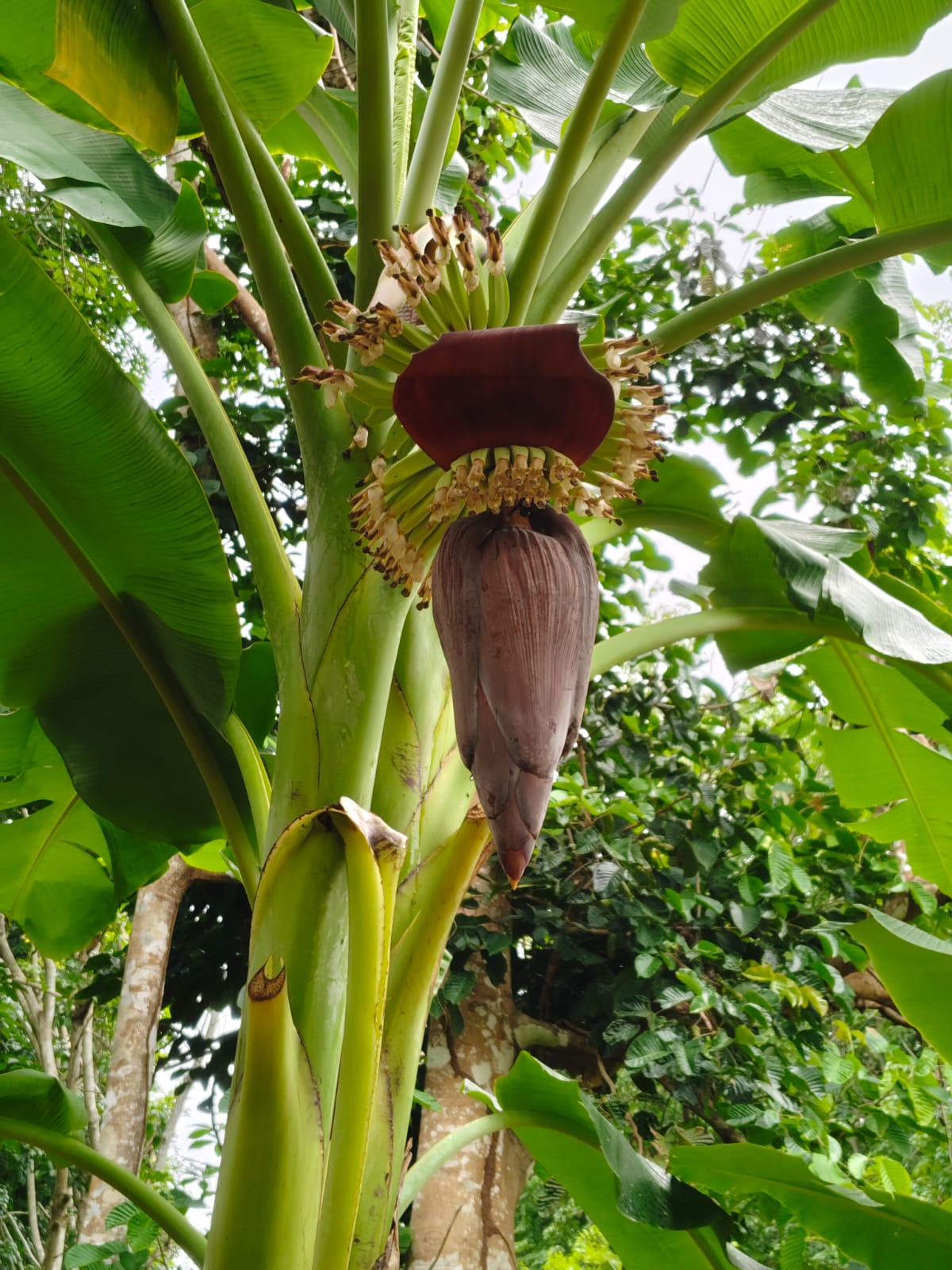 banana tree